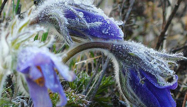 В Україні прогнозують до 16° тепла, подекуди дощі 