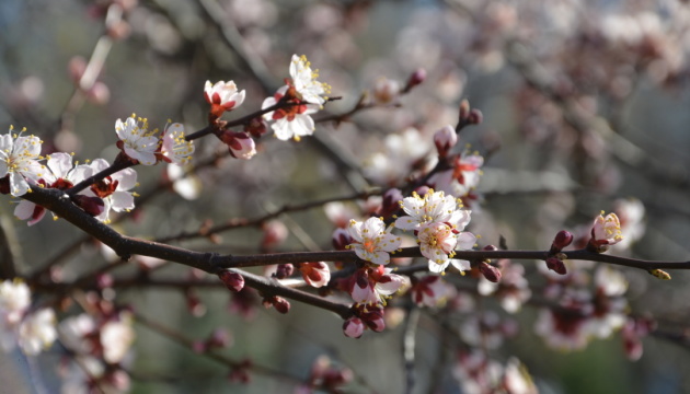 Весняне тепло повертається: на сході й півдні прогнозують до +27°
