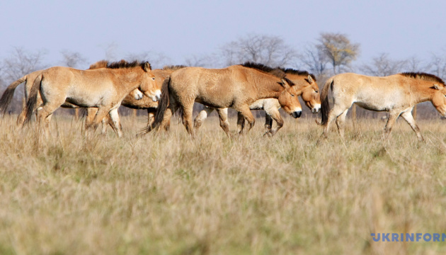 Загарбники вивозять тварин із заповідника «Асканія-Нова»