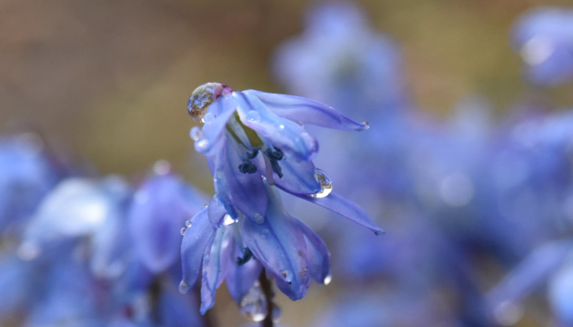 На вихідних в Україні потеплішає, але в багатьох регіонах пройдуть дощі