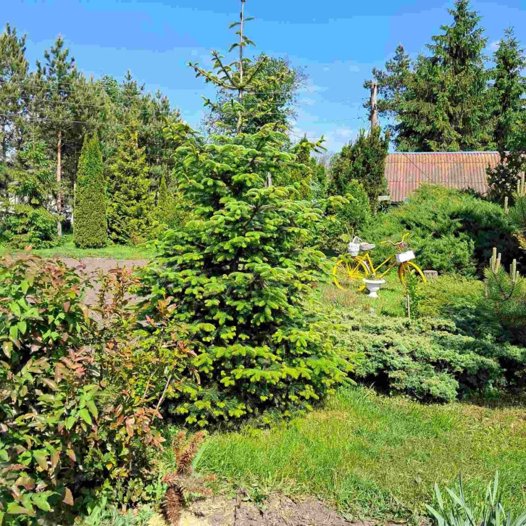 pamjati direktora menskogo krayeznavchogo muzeju vitalija krutogo 785a757