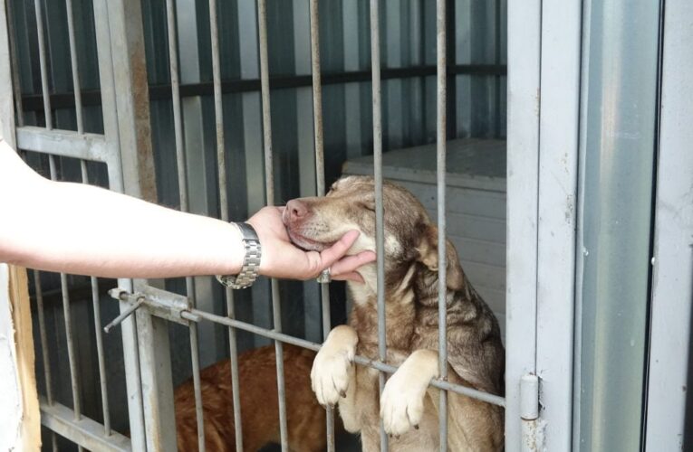 У Чернівцях благодійники передали для Центру стерилізації тварин майже тонну корму