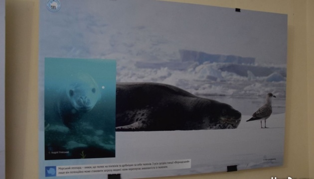 u mikolayevi vidkrilasja vistavka ukrayina v antarktici doslidzhennja ta nezlamnist 0c6a477