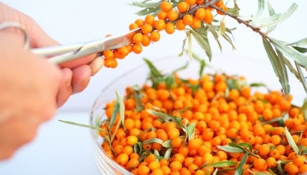 Українські фермери збільшують насадження обліпихи