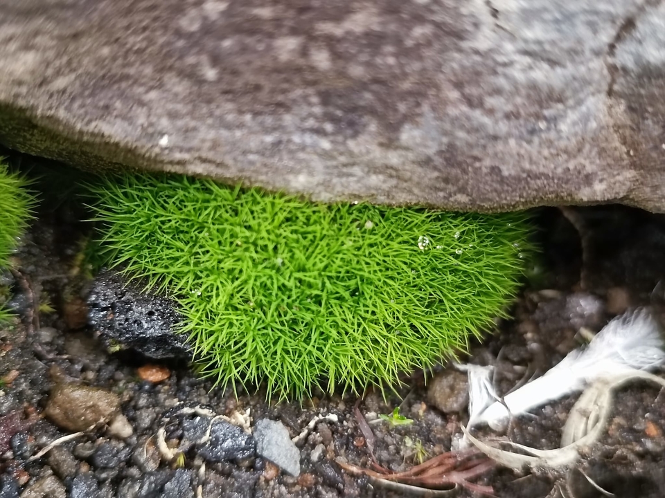 ukrayinski vcheni rozshirili geografiju vivchennja unikalnih organizmiv antarktiki 938b86a