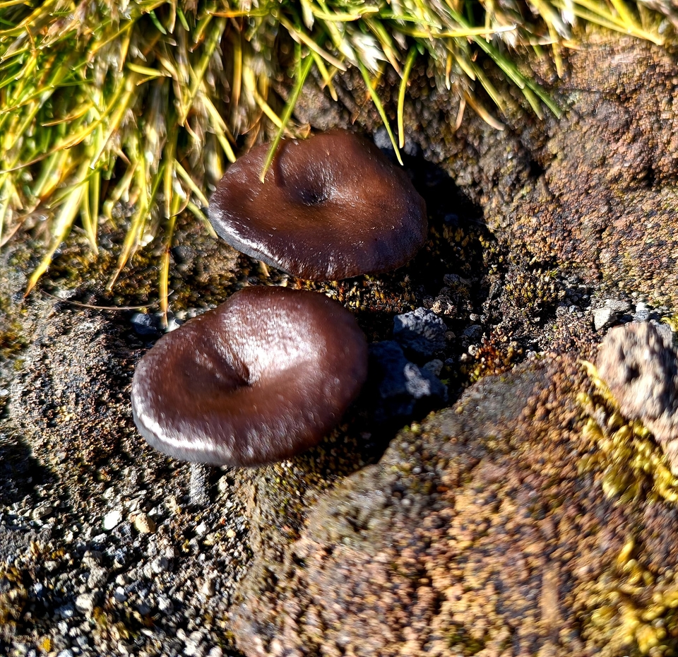 ukrayinski vcheni rozshirili geografiju vivchennja unikalnih organizmiv antarktiki b3ab719