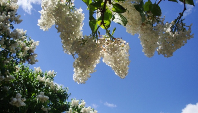 В Україні буде сухо, подекуди до +26°