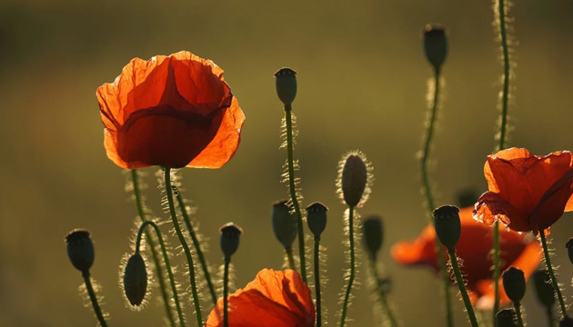 В Україні до 27° тепла, подекуди дощитиме