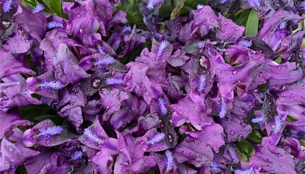 В Україні пройдуть короткочасні дощі, вдень до +26°