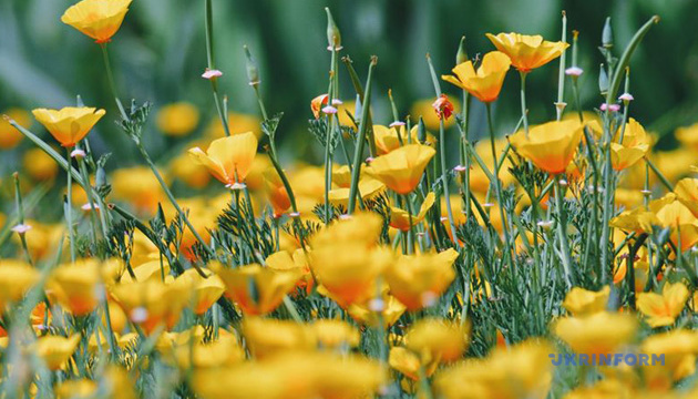 В Україні сьогодні - переважно без опадів, вдень прогріє до +28°