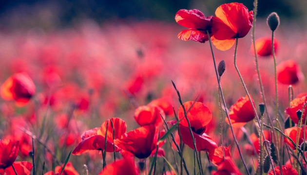 Вихідні будуть теплими, але з короткочасними дощами