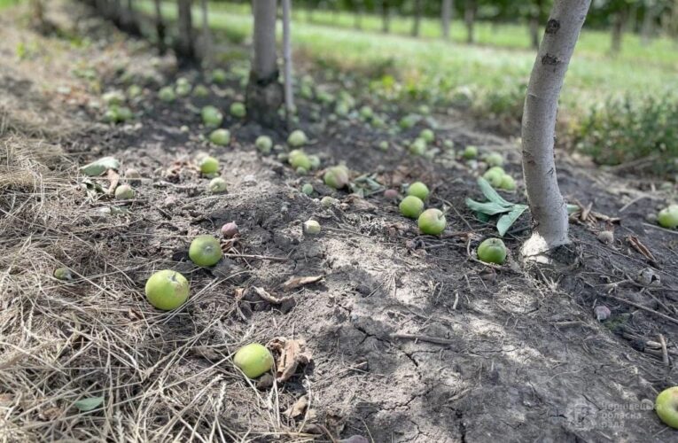 Яблука з Сокирянської громади експортують в Саудівську Аравію, ОАЕ, на Шрі-Ланку