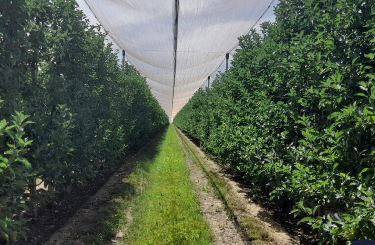 Шрі-Ланка, Швейцарія та Нідерланди: Куди експортують буковинські яблука