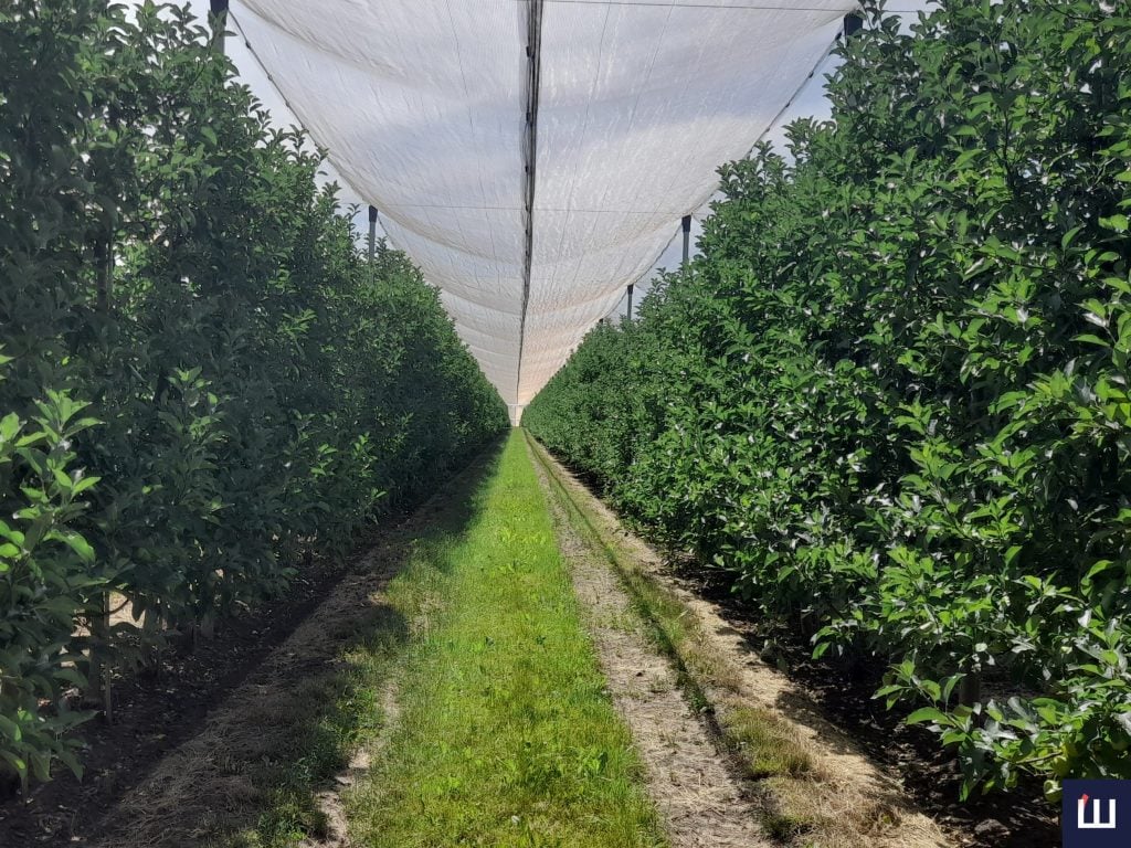 Буковинське підприємство «Молодіжна аграрна спілка» вирощує та експортує яблука до Шрі-Ланки, Швейцарії, Нідерландів, Оману, Катару та ОАЕ.