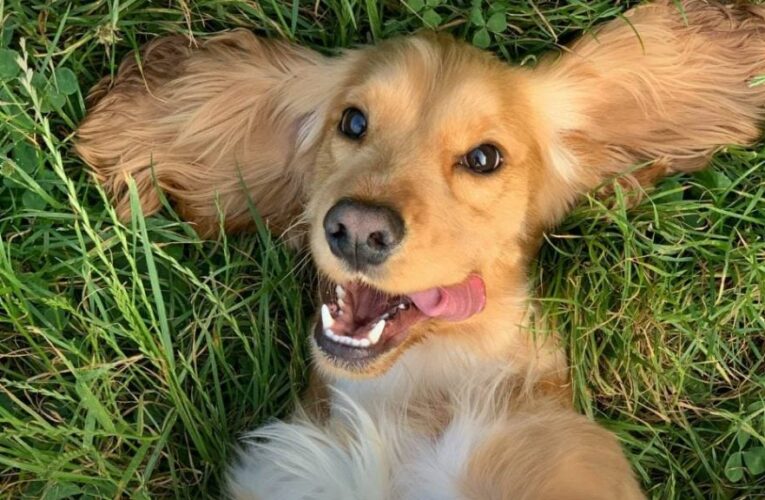 У Чернівцях проведуть просвітницьку зустріч «Створюємо pet-friendly середовище»