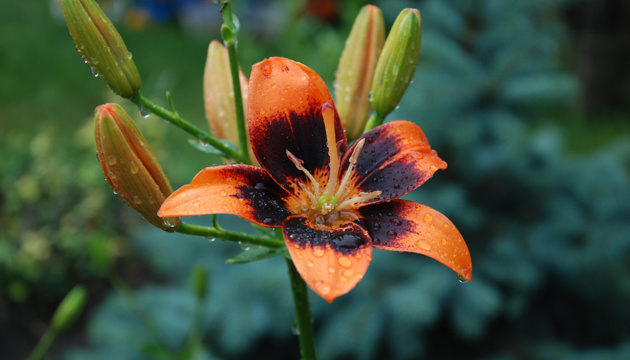 У неділю дощу не прогнозують лише на заході України 