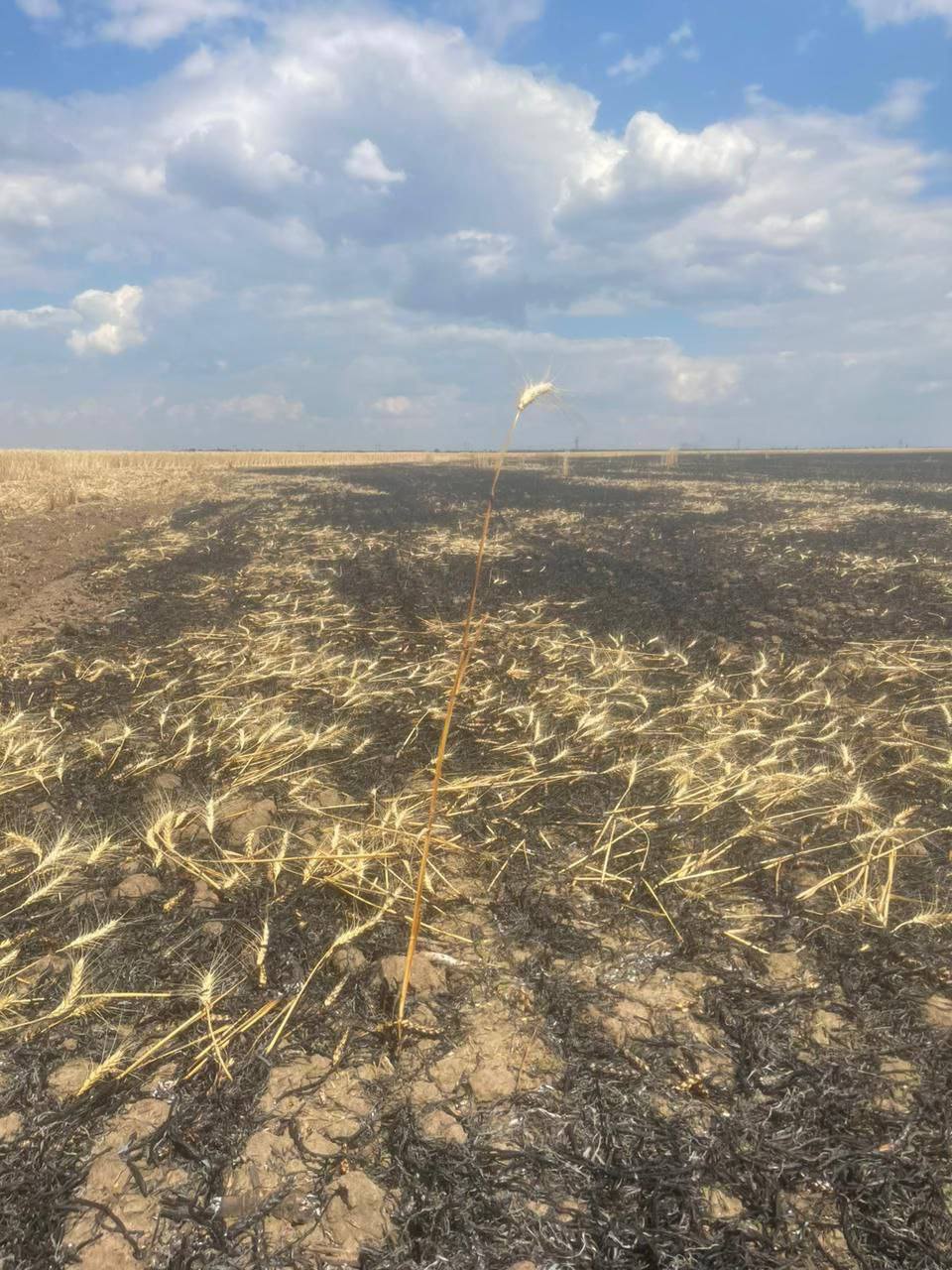 unaslidok vorozhogo obstrilu na hersonshhini znishheni 25 gektariv ozimoyi pshenici 2e7352e