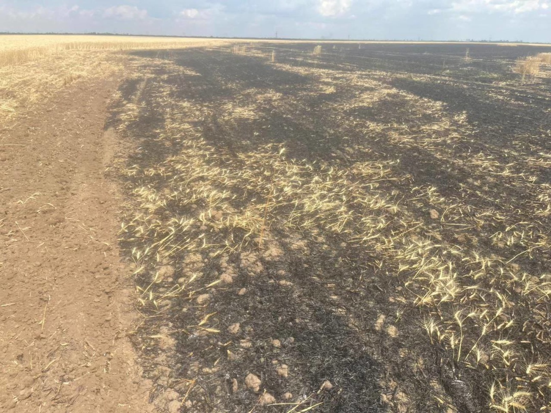 unaslidok vorozhogo obstrilu na hersonshhini znishheni 25 gektariv ozimoyi pshenici 86a9f61