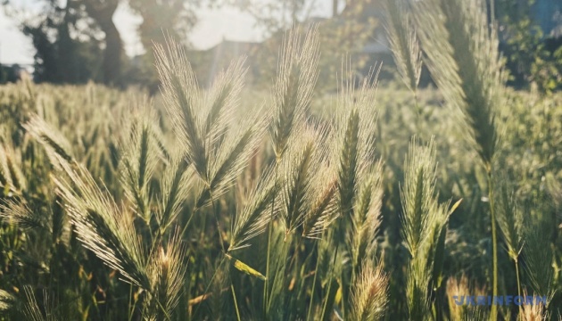 В Україні завтра прогнозують до 28°, в окремих регіонах - дощі з грозами  