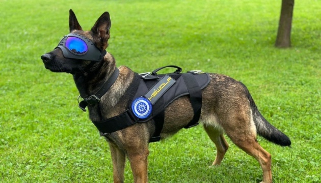 ЄС передав Україні третю групу собак-саперів