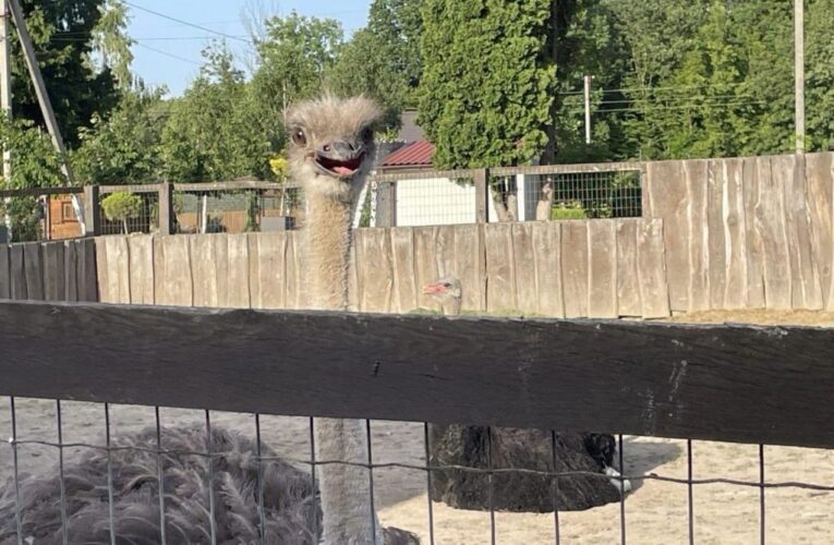 «Діти можуть побачити диких тварин, які живуть у лісових масивах»: на Сокирянщині працює міні-зоопарк