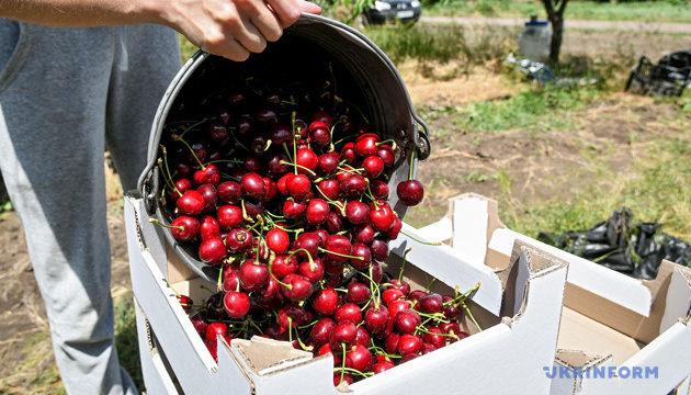 Одещина цьогоріч - у лідерах серед постачальників черешні