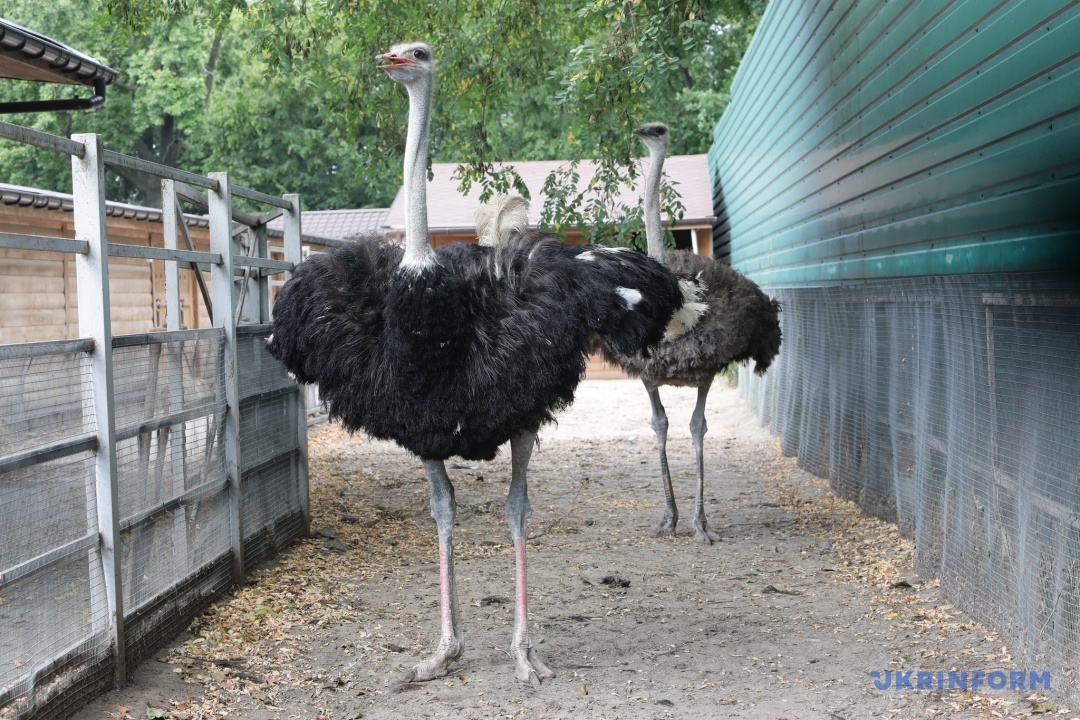 park pamʼjatka mezhigirʼja vidnovljuye prijom vidviduvachiv 3457749