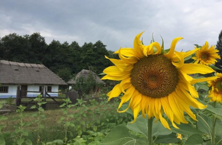 У Чернівцях проведуть мистецьке свято на знак подяки захисникам