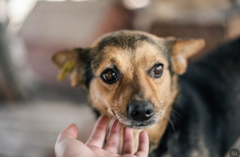 У чернівецькій Резиденції молоді відбудеться захід для тих, хто планує завести собаку