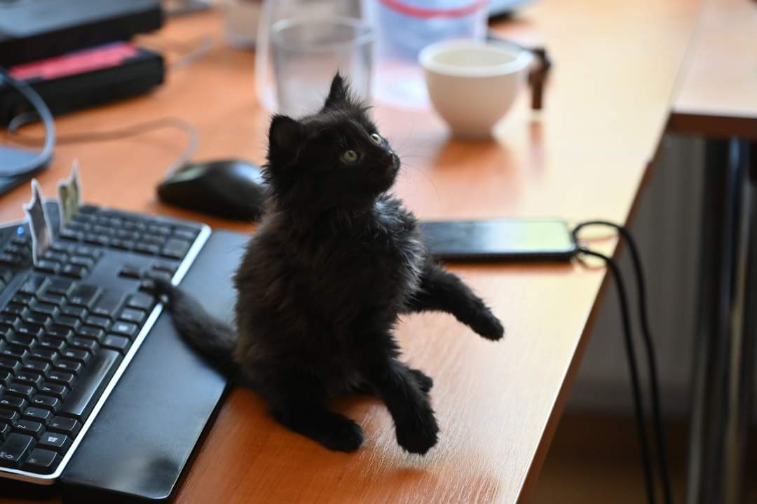 u mzs litvi prijnjali na robotu koshenja 9e07c06