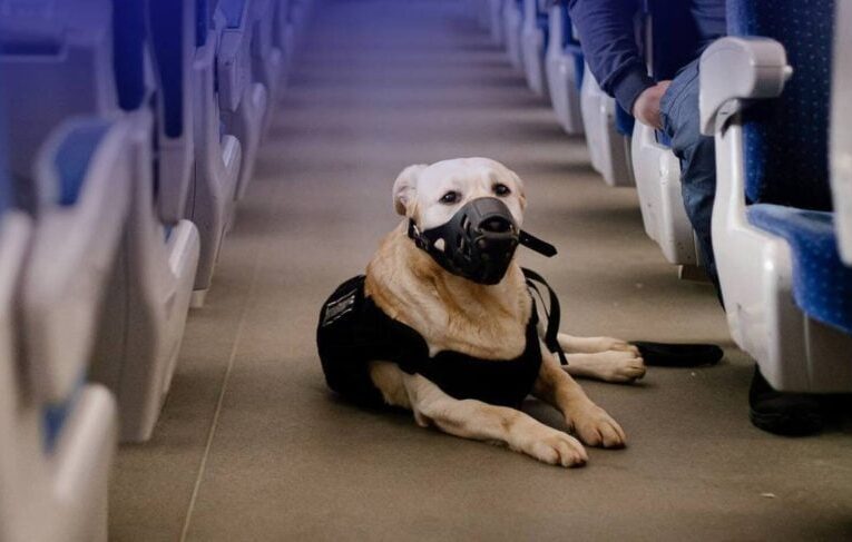 Укрзалізниця оновить правила перевезення тварин. Що зміниться