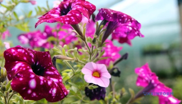 Завтра вдень до +30°, у деяких областях можливі грози та град