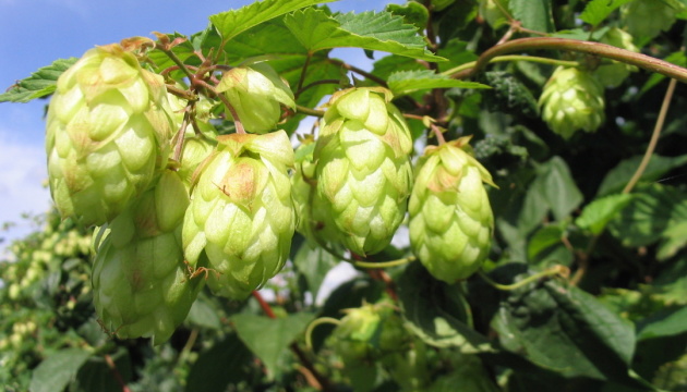 Житомирщина вирощує 75% хмелю в країні