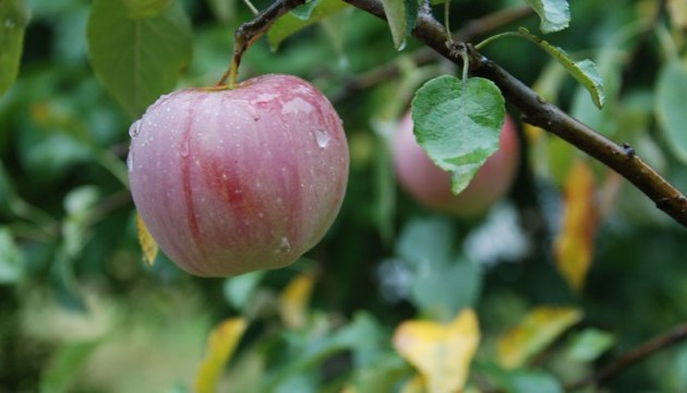 Неділя в Україні буде з дощами, вдень до +27°