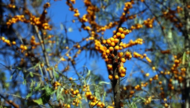 В Україні опади не очікуються, подекуди до 17° тепла