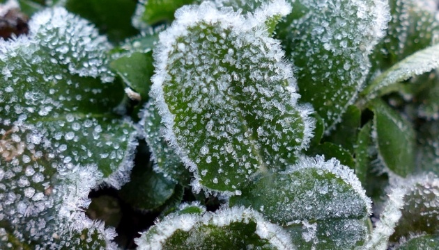 В Україні прогнозують перші заморозки, вдень до +21°