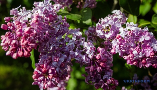 В Україні у середу переважно без опадів, вдень до +22°