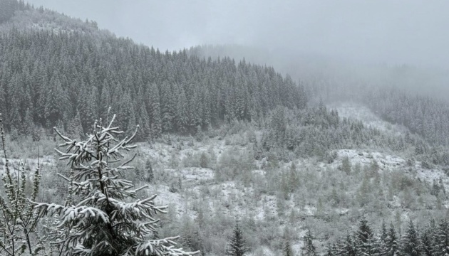 У горах Буковини випав сніг
