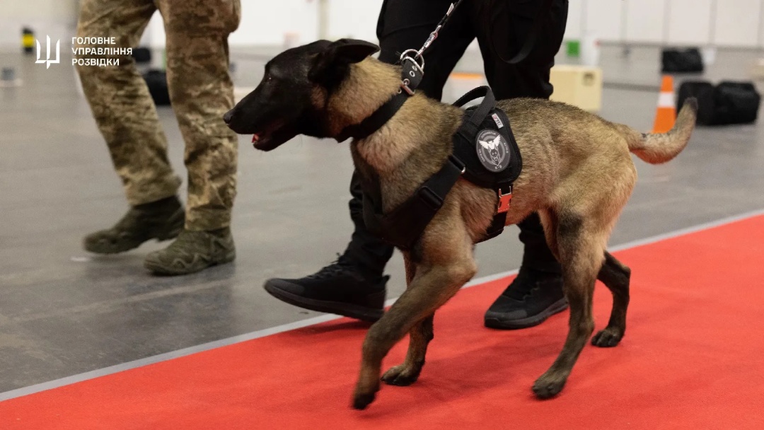 v ukrayini vidbulisja najbilshi kinologichni zmagannja 12b14ab