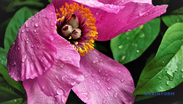 На вихідних в Україні прогнозують спеку до +35°, можливі невеликі дощі