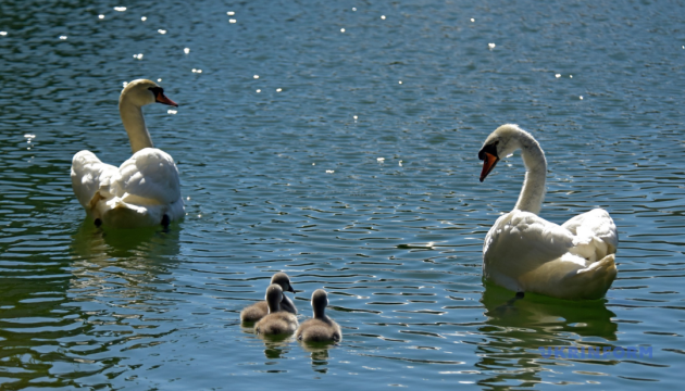 В Україні до +26°, дощі очікуються лише на сході