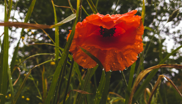 В Україні очікуються теплі вихідні з локальними дощами