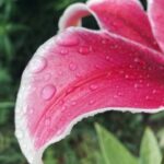 zavtra v ukrayini mozhlivi korotkochasni doshhi vden do 30deg 923999e