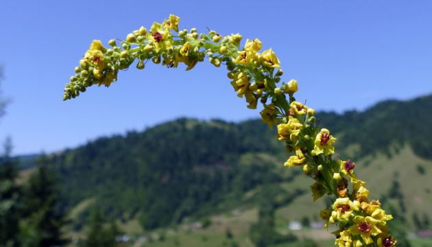 У вівторок прогнозують спеку до +38°, дощі та грози