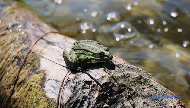 В Україні переважно без опадів, удень до +29°