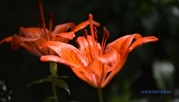 В Україні переважно без опадів, удень до +33°