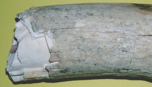 На Полтавщині знайшли бивень мамонта