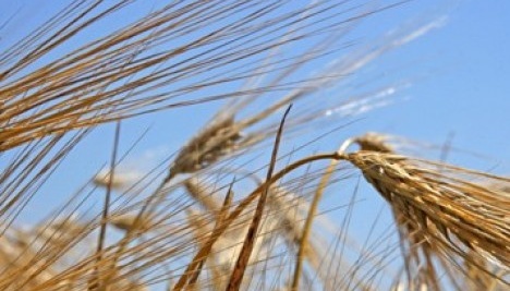 На Рівненщині цього тижня збір ранніх зернових фінішував на 85% площ