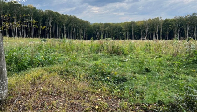 На Тернопільщині двох лісівників підозрюють у службовій недбалості: збитки перевищують ₴2 мільйони