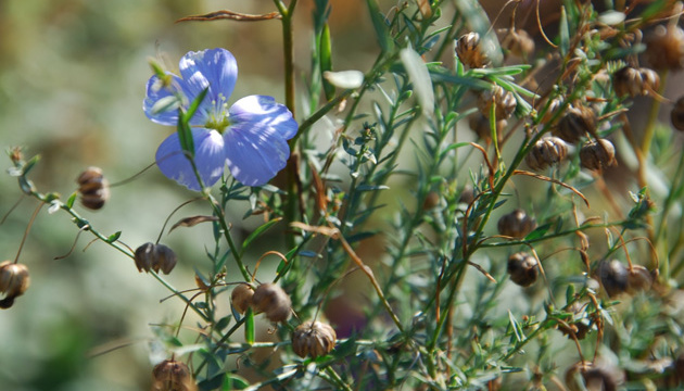 Сьогодні в Україні без дощів, вдень прогнозують до +31°